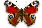 Метелик - опис, види, чим харчується, де мешкає, фото