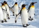 Думаете, что пингвины милые и ласковые? Ошибаетесь - BBC News Русская служба