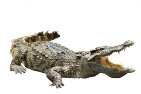 ᐈ Рисунок крокодил фотография, фото крокодил | скачать на Depositphotos®