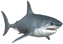 white-shark.jpg