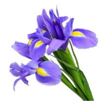 iris-bleu.jpg