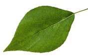 depositphotos_113593514-stock-photo-green-leaf-of-populus-canadensis.jpg