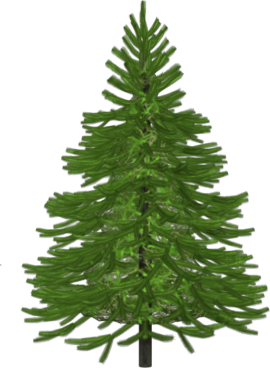 kisspng-spruce-pine-christmas-tree-abies-alba-pine-leaves-5ac242b14574a5.4603514315226804972845.png