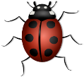 ladybug-156624_960_720.png