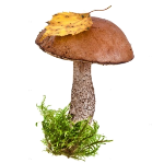 depositphotos_23529311-stock-photo-boletus-mushroom-in-a-green.jpg