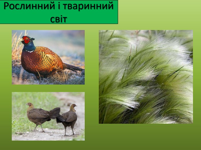 Рослинний і тваринний світ