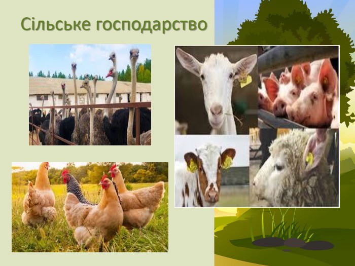  Сільське господарство