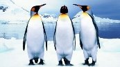 Результат пошуку зображень за запитом "пингвины"