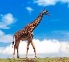 Результат пошуку зображень за запитом "жирафі"