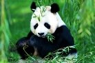 Результат пошуку зображень за запитом "большая панда"