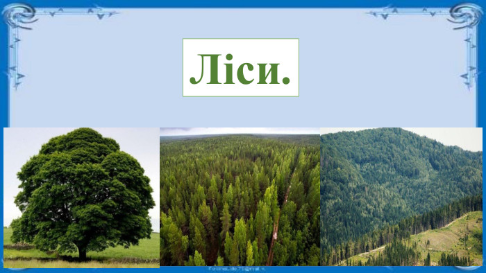 Ліси. 
