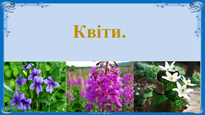 Квіти.
