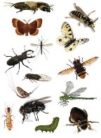 Картинки по запросу "комахи"