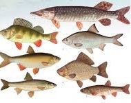 Картинки по запросу "риби"