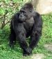 http://1.bp.blogspot.com/-lOx8z38WcfU/UzbCfYzmTnI/AAAAAAAAHNw/Rt77yKgc3tE/s1600/6.+Cross+River+Gorilla+(Gorilla+gorilla+diehli)-Top+10+Most+Critically+Endangered+Animals+in+the+planet.JPG