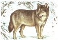 Картинки по запросу малюнок вовка для дітей