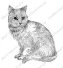 Картинки по запросу малюнок кота олівцем
