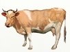 Картинки по запросу малюнок корови олівцем