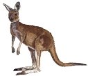 Картинки по запросу малюнок кенгуру олівцем