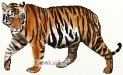 Картинки по запросу малюнок тигр