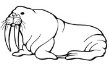 Картинки по запросу малюнок морж