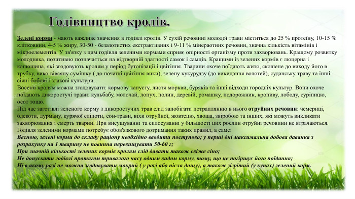 Зелені корми - мають важливе значення в годівлі кролів. У сухій речовині молодої трави міститься до 25 % протеїну, 10-15 % клітковини, 4-5 % жиру, 30-50 - безазотистих екстрактивних і 9-11 % мінераотних речовин, значна кількість вітамінів і мікроелементів. У зв'язку з цим годівля зеленими кормами сприяє опірності організму проти захворювань. Кращому розвитку молодняка, позитивно позначається на відтворній здатності самок і самців. Кращими із зелених кормів є люцерна і конюшина, які згодовують кролям у період бутонізації і цвітіння. Тварини охоче поїдають жито, скошене до виходу його в трубку, вико-вівсяну сумішку ( до початкі цвітіння вики), зелену кукурудзу (до викидання волотей), суданську траву та інші сіяні бобові і злакові культури.  Восени кролям можна згодовувати: кормову капусту, листя моркви, буряків та інші відходи городніх культур. Вони охоче поїдають дикоростучі трави: кульбабу, молочай, лопух, полин, деревій, ромашку, подорожник, кропиву, лободу, суріпицю, осот тощо.  Під час заготівлі зеленого корму з дикоростучих трав слід запобігати потраплянню в нього отруйних речовин: чемериці, блекоти, дурману, курячої сліпоти, сон-трави, віхи отруйної, жовтецю, хвоща, звіробою та інших, які можуть викликати захворювання і смерть тварин. При висушуванні та силосуванні у більшості цих рослин отруйні речовини не втрачаються. Годівля зеленими кормами потребує обов'язкового дотримання таких правил, а саме: Весною, зелені корми до складу раціону необхідно вводити поступово; у перші дні максимальна добова даванка з розрахунку на 1 тварину не повинна перевищувати 50-60 г; При значній кількості зелених кормів кролям слід давати також свіже сіно; Не допускати годівлі протягом тривалого часу одним видом корму, тому, що це погіршує його поїдання; Ні в якому разі не можна згодовувати мокрий ( у росі або після дощу), а також зігрітий (у купах) зелений корм. 