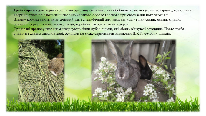 Грубі корми - для годівлі кролів використовують сіно сіяних бобових трав: люцерни, еспарцету, конюшини. Тварини охоче поїдають змішане сіно - злаково-бобове і злакове при своєчасній його заготівлі. Взимку кролям дають як вітамінний так і специфічний для гризунів крм - гілки сосни, ялини, ялівцю, осичини, берези, клена, ясена, акації, горобини, верби та інших дерев.  При появі проносу тваринам згодовують гілки дуба і вільхи, які місять в'яжуючі речовини. Проте треба уникати великих даванок хвої, оскільки це може спричинити запалення ШКТ і сечових шляхів.  