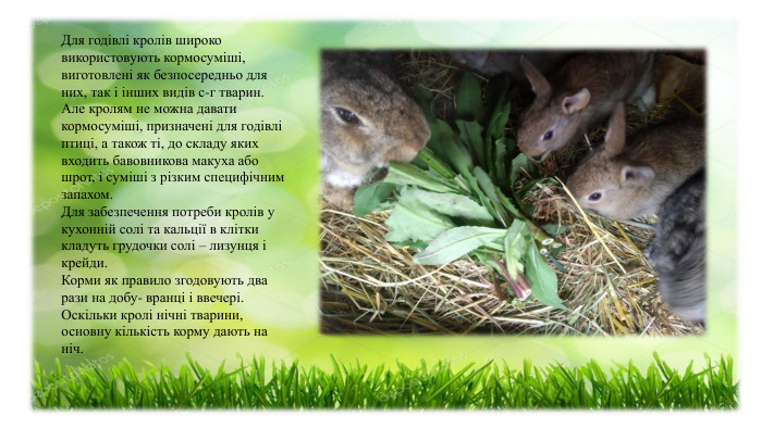 Для годівлі кролів широко використовують кормосуміші, виготовлені як безпосередньо для них, так і інших видів с-г тварин. Але кролям не можна давати кормосуміші, призначені для годівлі птиці, а також ті, до складу яких входить бавовникова макуха або шрот, і суміші з різким специфічним запахом. Для забезпечення потреби кролів у кухонній солі та кальції в клітки кладуть грудочки солі – лизунця і крейди. Корми як правило згодовують два рази на добу- вранці і ввечері. Оскільки кролі нічні тварини, основну кількість корму дають на ніч. 
