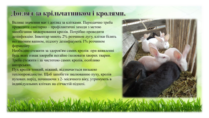 Велике значення має і догляд за клітками. Періодично треба проводити санітарно – профілактичні заходи з метою запобігання захворювання кролів. Потрібно проводити дезінфекцію. Інвентар миють 2% розчином лугу, клітки білять негашеним вапном, підлогу дезінфікують 1% розчином формаліну. Необхідно стежити за здоров'ям самих кролів: при виявленні будь яких ознак хвороби негайно ізолювати хворих тварин. Треба стежити і за чистотою самих кролів, особливо ангорських.  Пух кролів тонкий, ніжний, відзначається низькою теплопровідністю. Щоб запобігти звалюванню пуху, кролів пухових порід, починаючи з 2- місячного віку, утримують в індивідуальних клітках на сітчастій підлозі. 