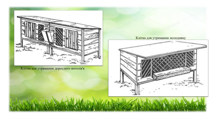 Клітка для утримання дорослого поголів'я Клітка для утримання молодняку 