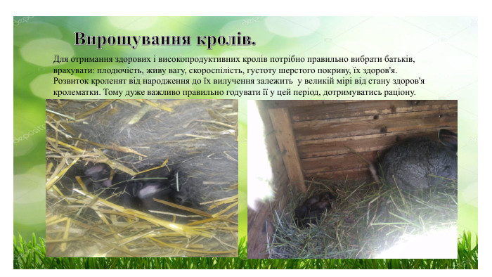 Для отримання здорових і високопродуктивних кролів потрібно правильно вибрати батьків, врахувати: плодючість, живу вагу, скороспілість, густоту шерстого покриву, їх здоров'я. Розвиток кроленят від народження до їх вилучення залежить  у великій мірі від стану здоров'я кролематки. Тому дуже важливо правильно годувати її у цей період, дотримуватись раціону.  