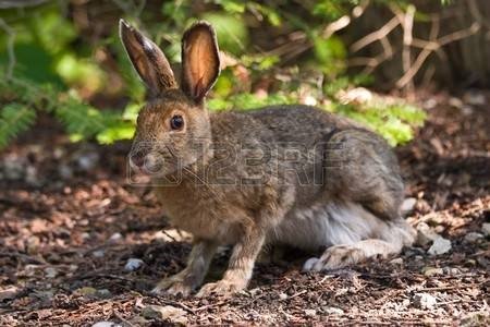 заяц: A hare sitting on the forest floor looking at the camera