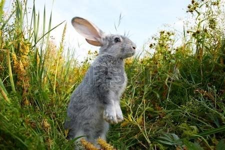 заяц: Image of cautious rabbit standing in green grass in summer Фото со стока