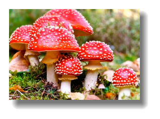 Картинки по запросу гриби