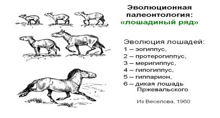http://900igr.net/datas/biologija/Biogeneticheskij-zakon/0010-010-Evoljutsionnaja-paleontologija-loshadinyj-rjad.jpg