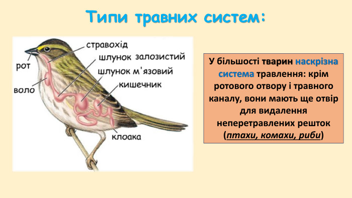 Найпростішим типом травної системи є сліпозамкнена система. Тварини з таким типом травної системи (медузи, гідри) мають ротовий отвір і кишківник для всмоктування поживних речовин. Типи травних систем: