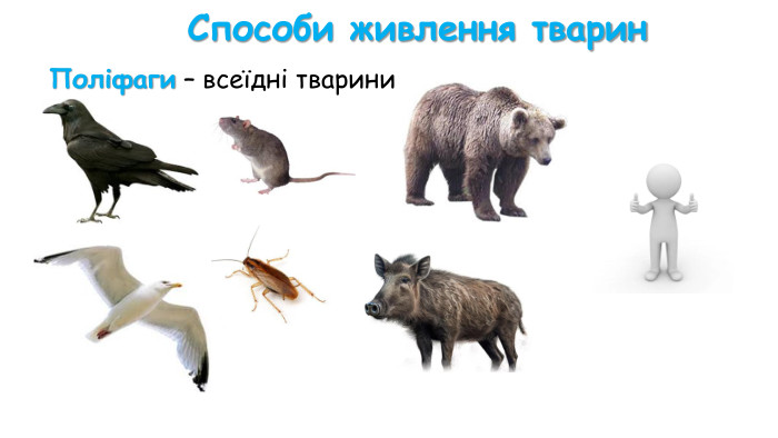 рослиноїдних хижих всеїдних Ці тварини занесені до Червоної книги України. За характером їжі тварин поділяють на: 