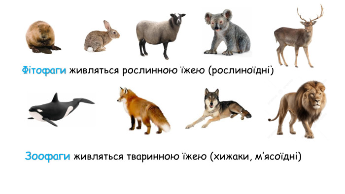 Живлення – це процес надходження, перетворення та засвоєння поживних речовин, завдяки чому організми отримують сполуки, які забезпечують ріст, розвиток та інші процеси життєдіяльностіавтотрофнегетеротрофнеміксотрофне