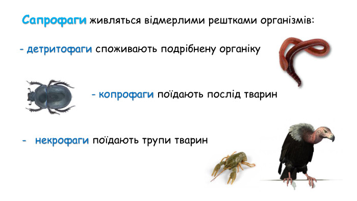Поліфаги – всеїдні тварини. Способи живлення тварин 