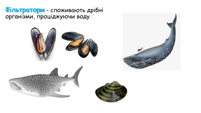  Фітофаги живляться рослинною їжею (рослиноїдні) Зоофаги живляться тваринною їжею (хижаки, м’ясоїдні)