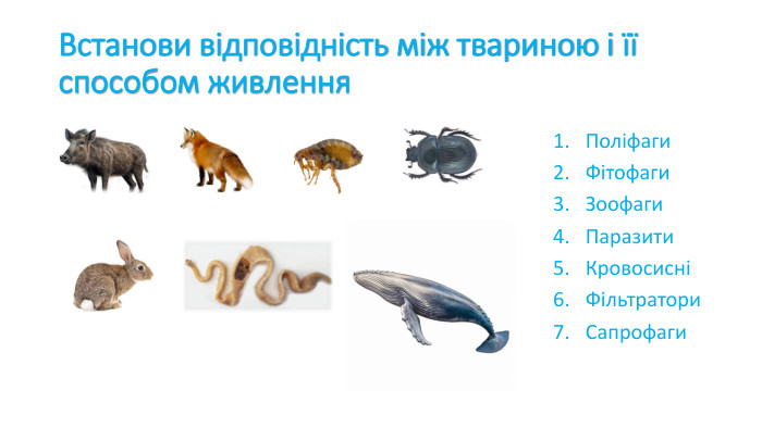 Сапрофаги живляться відмерлими рештками організмів:- детритофаги споживають подрібнену органіку- копрофаги поїдають послід твариннекрофаги поїдають трупи тварин
