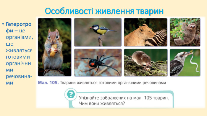Живлення тварин