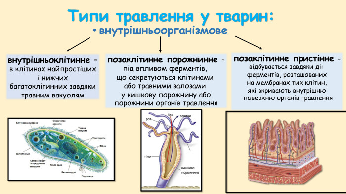 Травна система – функції: 