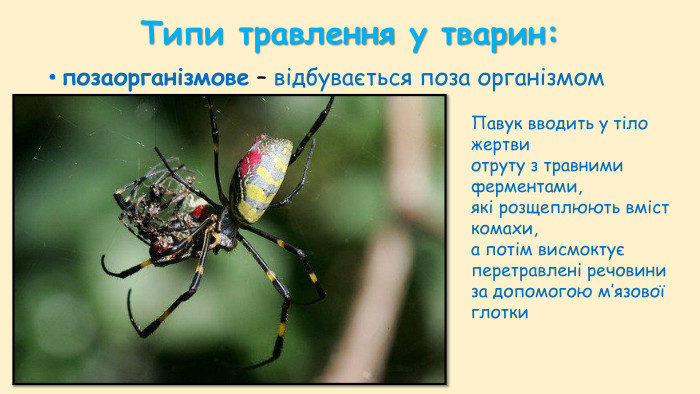 Типи травлення у тварин:внутрішньоорганізмовевнутрішньоклітинне –в клітинах найпростіших і нижчих багатоклітинних завдяки травним вакуолям позаклітинне порожнинне –під впливом ферментів, що секретуються клітинами або травними залозами у кишкову порожнину абопорожнини органів травленняпозаклітинне пристінне –відбувається завдяки дії ферментів, розташованих на мембранах тих клітин, які вкривають внутрішню поверхню органів травлення
