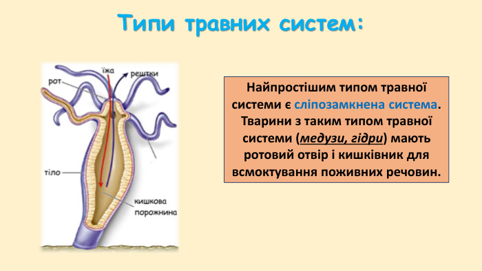 Типи травлення у тварин:позаорганізмове – відбувається поза організмом. Павук вводить у тіло жертви отруту з травними ферментами, які розщеплюють вміст комахи, а потім висмоктує перетравлені речовини за допомогою м’язової глотки