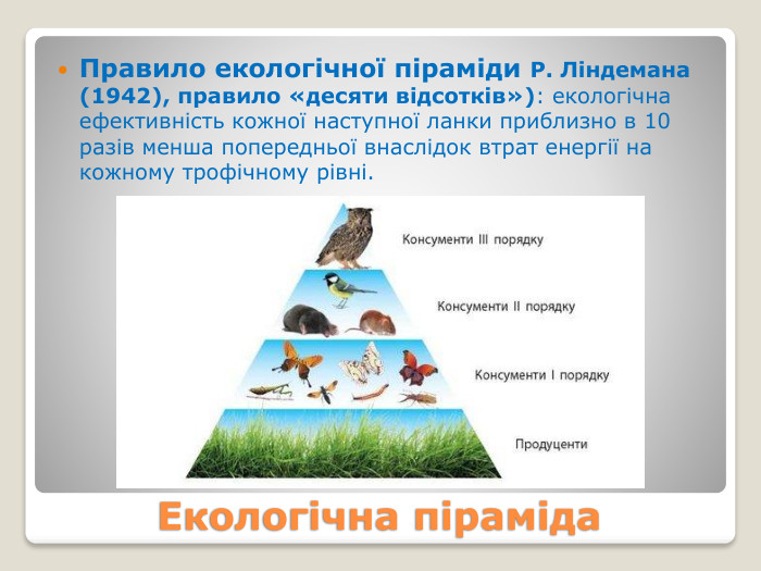 Екологічна піраміда. Правило екологічної піраміди Р. Ліндемана (1942), правило «десяти відсотків»): екологічна ефективність кожної наступної ланки приблизно в 10 разів менша попередньої внаслідок втрат енергії на кожному трофічному рівні.