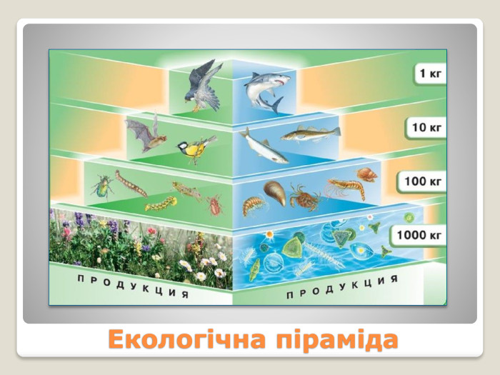 Екологічна піраміда