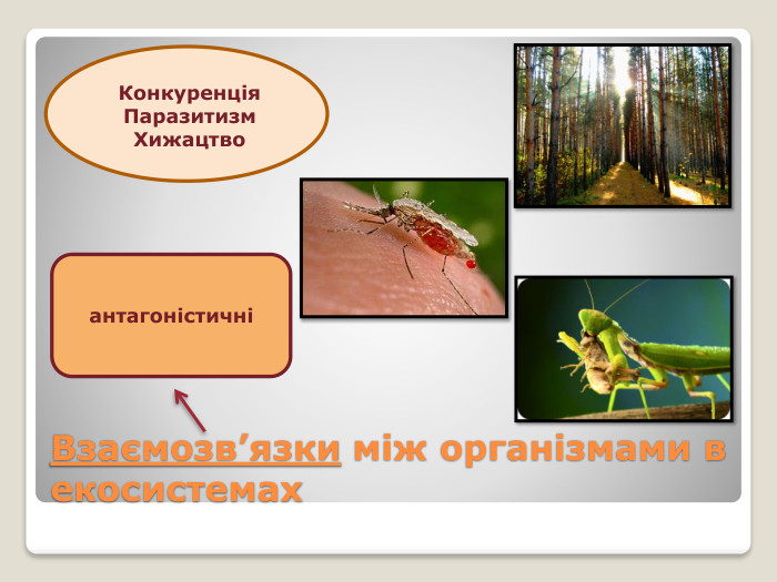 Взаємозв’язки між організмами в екосистемахантагоністичніКонкуренція. Паразитизм. Хижацтво
