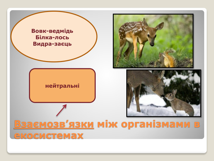 Взаємозв’язки між організмами в екосистемахнейтральніВовк-ведмідь. Білка-лось. Видра-заєць