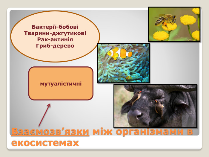 Взаємозв’язки між організмами в екосистемахмутуалістичніБактерії-бобовіТварини-джгутиковіРак-актинія. Гриб-дерево